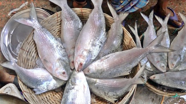 Hilsa of Chandpur