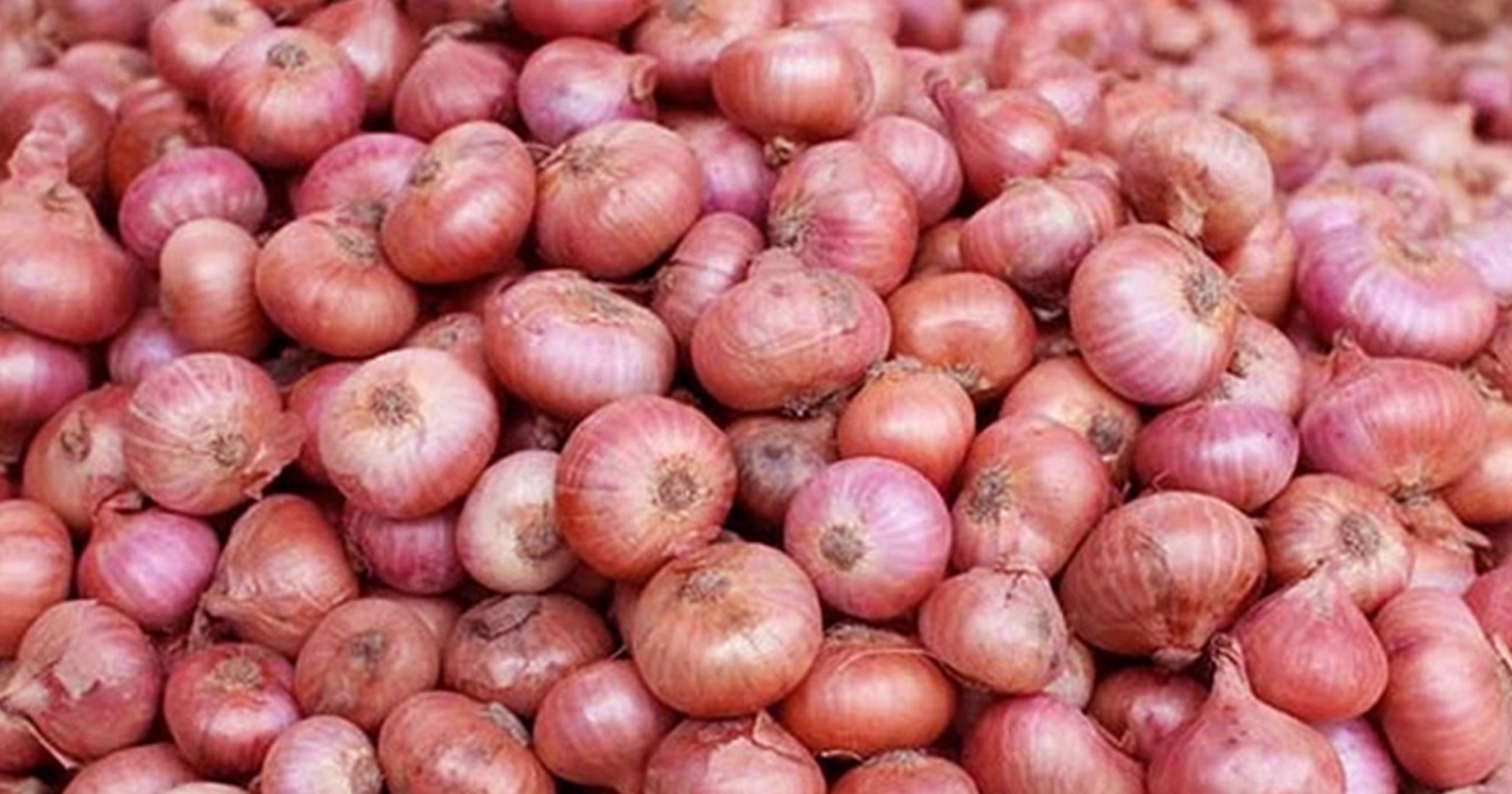 Onion