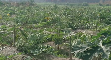 Cut papaya tree