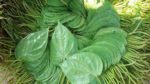 betel leaves