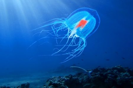 Immortal Jellyfish