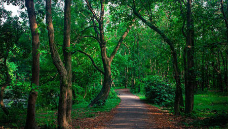 গাজীপুরের বনাঞ্চল এখন দখলদারদের পেটে