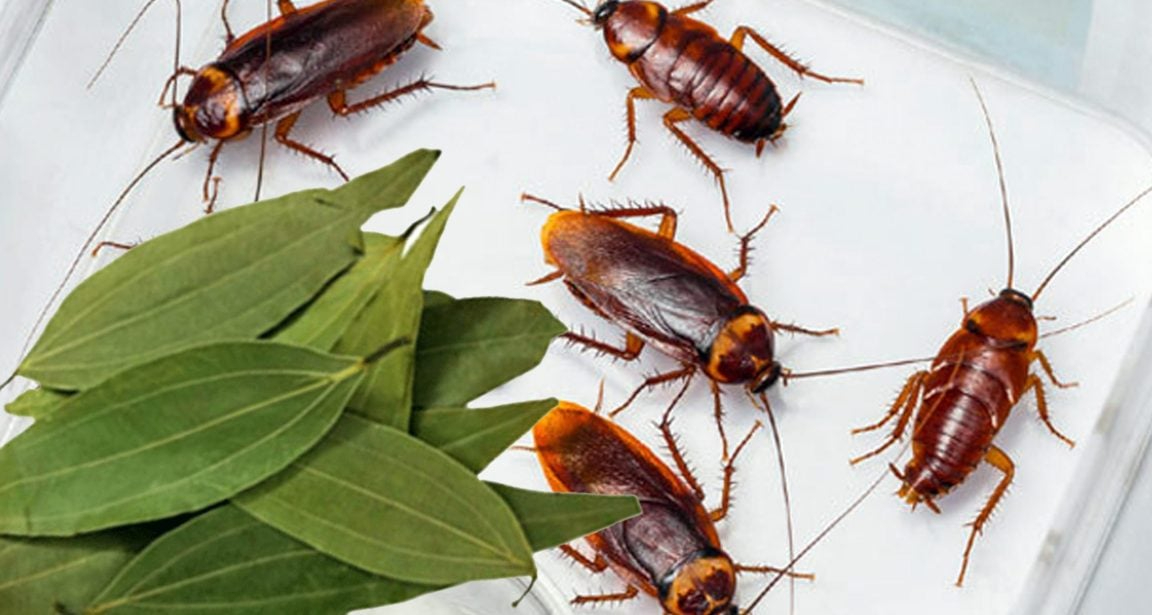 ঘর থেকে তেলাপোকা দূর করবে তেজপাতা তেজপাতা