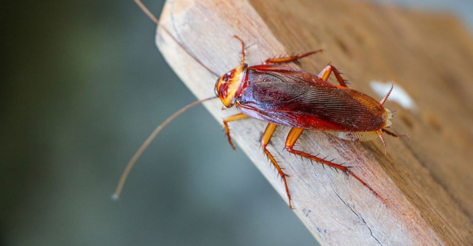 রান্নাঘর থেকে তেলাপোকা তাড়ানোর দারুন উপায় তেলাপোকা