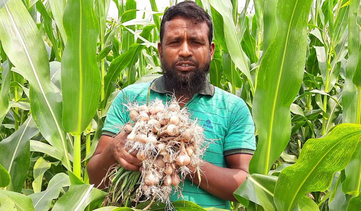 ভুট্টার সঙ্গে সবজি ও মসলার চাষ, সফল শিক্ষক মাসুক