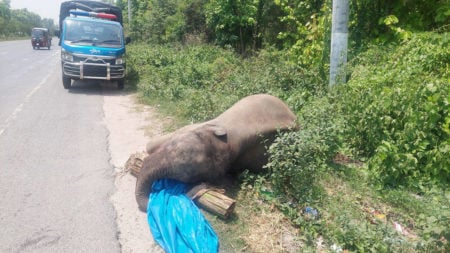 মহাসড়কের পাশ মিললো হাতির মরদেহ