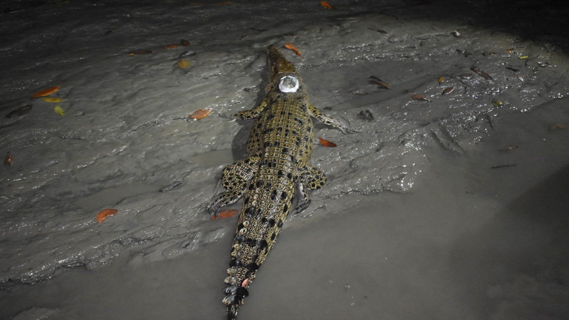 সুন্দরবনের কুমির