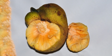 Artocarpus lacucha