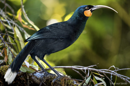 huia bird