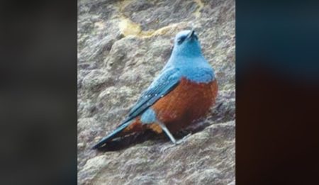 Blue Rock Thrush