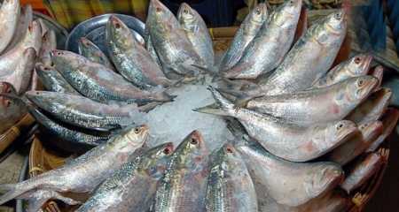 ilish laxmi