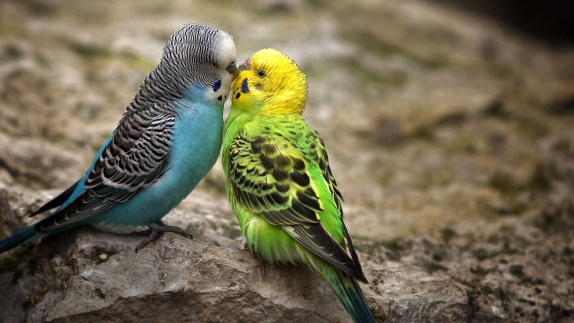 Avian Relationship