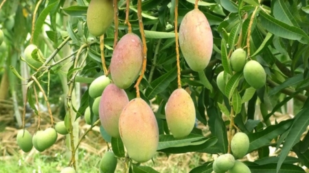 mango