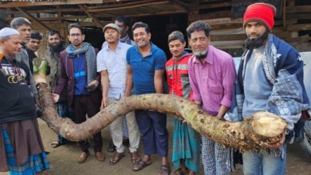 দুই মণ ওজনের ১১ ফুট লম্বা বেলকচু, বিক্রি হলো...