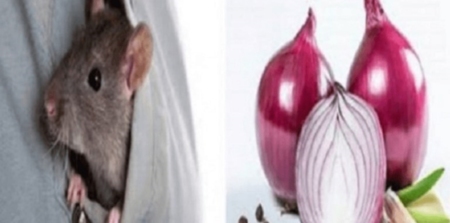 ঘরের ইঁদুরের যন্ত্রণা থেকে চিরতরে মুক্তি দেবে পেঁয়াজ ইঁদুর