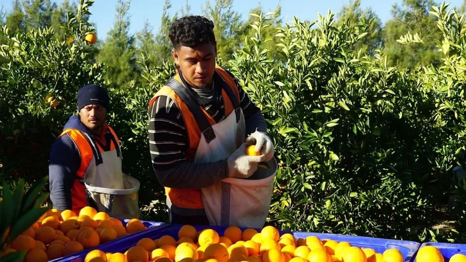 দৈনিক মাত্র ৬ ঘণ্টা কাজ, মাসে ৫ লাখ টাকা বেতনেও মিলছে না শ্রমিক কমলা বাগান