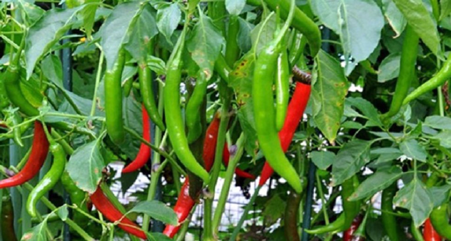 কাঁচা মরিচ গাছ এই নিয়মে লাগালে হবে বাম্পার ফলন কাঁচা মরিচ