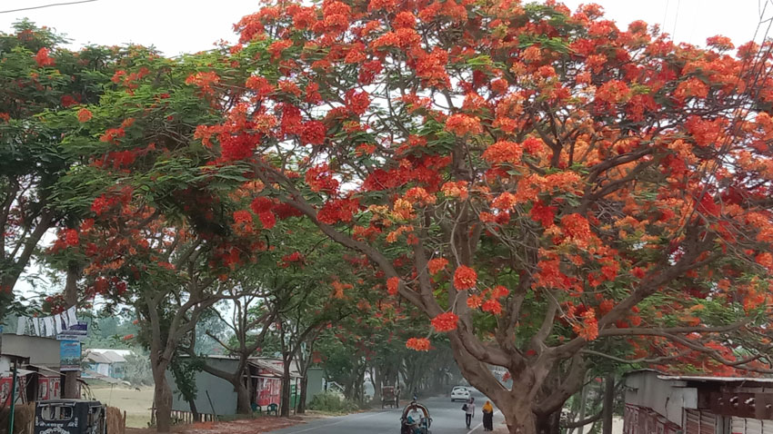 প্রকৃতি সেজেছে কৃষ্ণচূড়ার রঙে