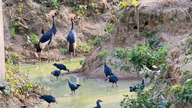 বঙ্গবন্ধু সাফারি পার্কে দর্শনার্থীদের আনন্দ দিচ্ছে সারস পাখি যুগল