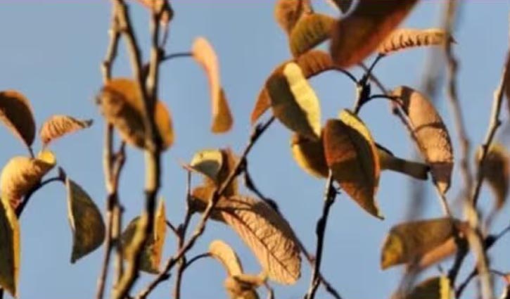 বলুনতো এই ছবিতে পাখিটি কোথায়