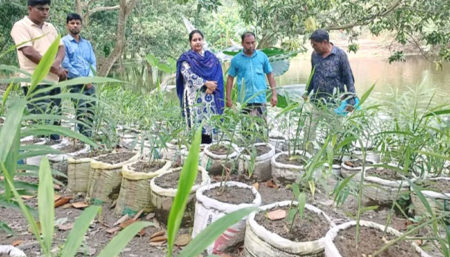 বস্তায় আদা চাষ, অল্প খরচে অধিক লাভ