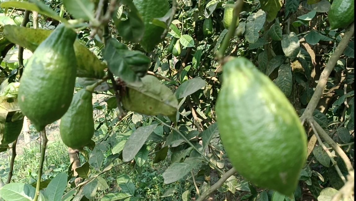বারোমাসি লেবু চাষে সোহানের চমক (1)