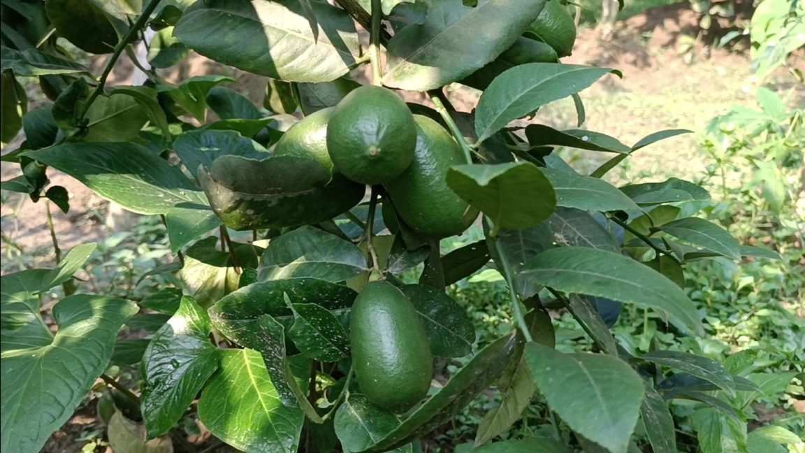 বারোমাসি লেবু চাষে সোহানের চমক (2)