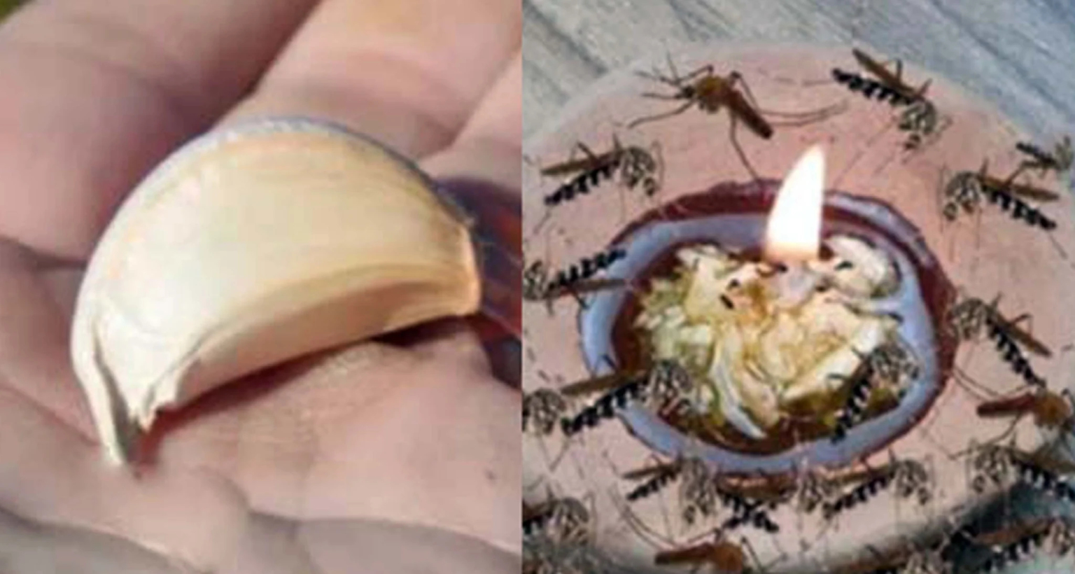 টানা ১ বছর ঘরকে মশামুক্ত রাখতে খরচ করুন মাত্র ৫ টাকা মশা