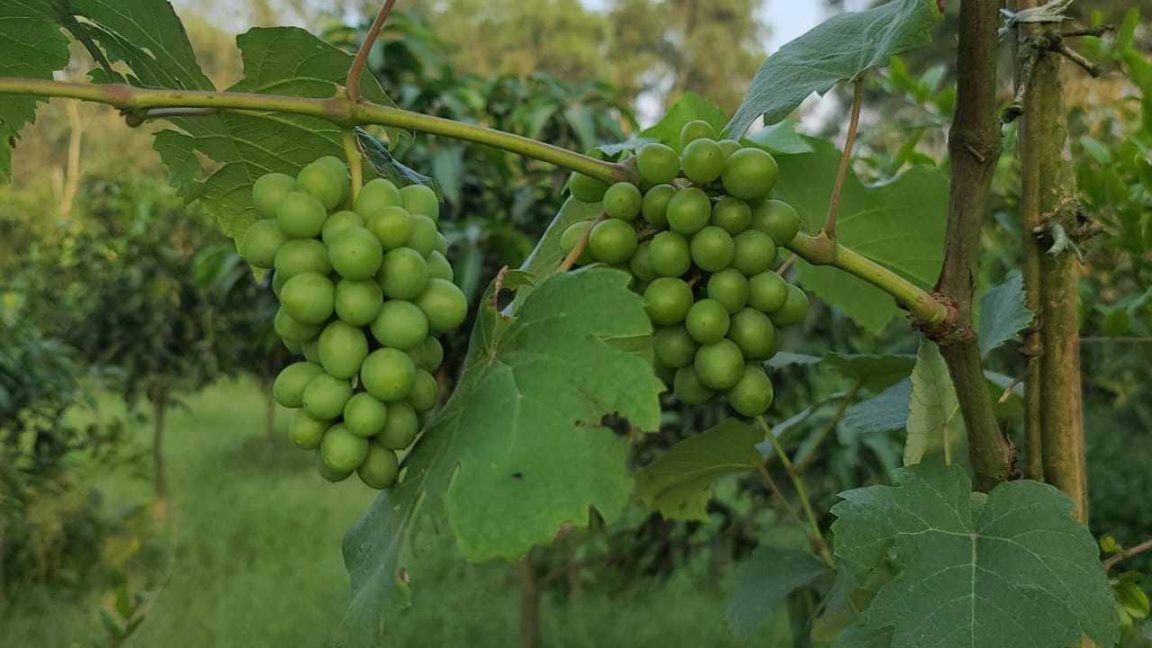 শুরুতে উপহাসের পাত্র সবুজ আঙুর চাষে এখন অন্যের মডেল (1)