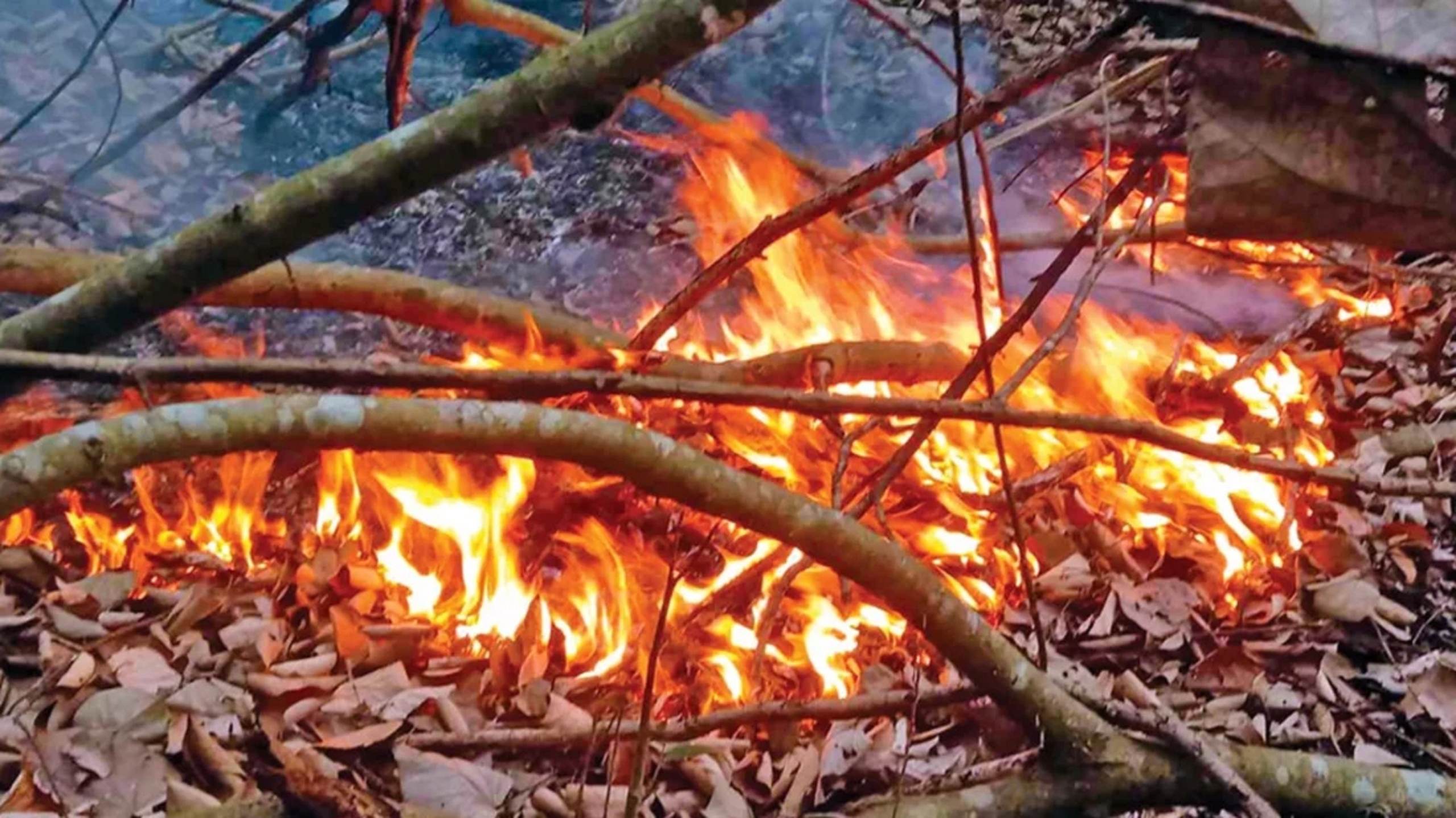 সুন্দরবনে অগ্নিকাণ্ডের