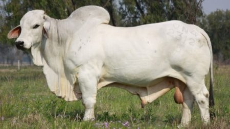 Brahma Cow