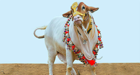 Cow