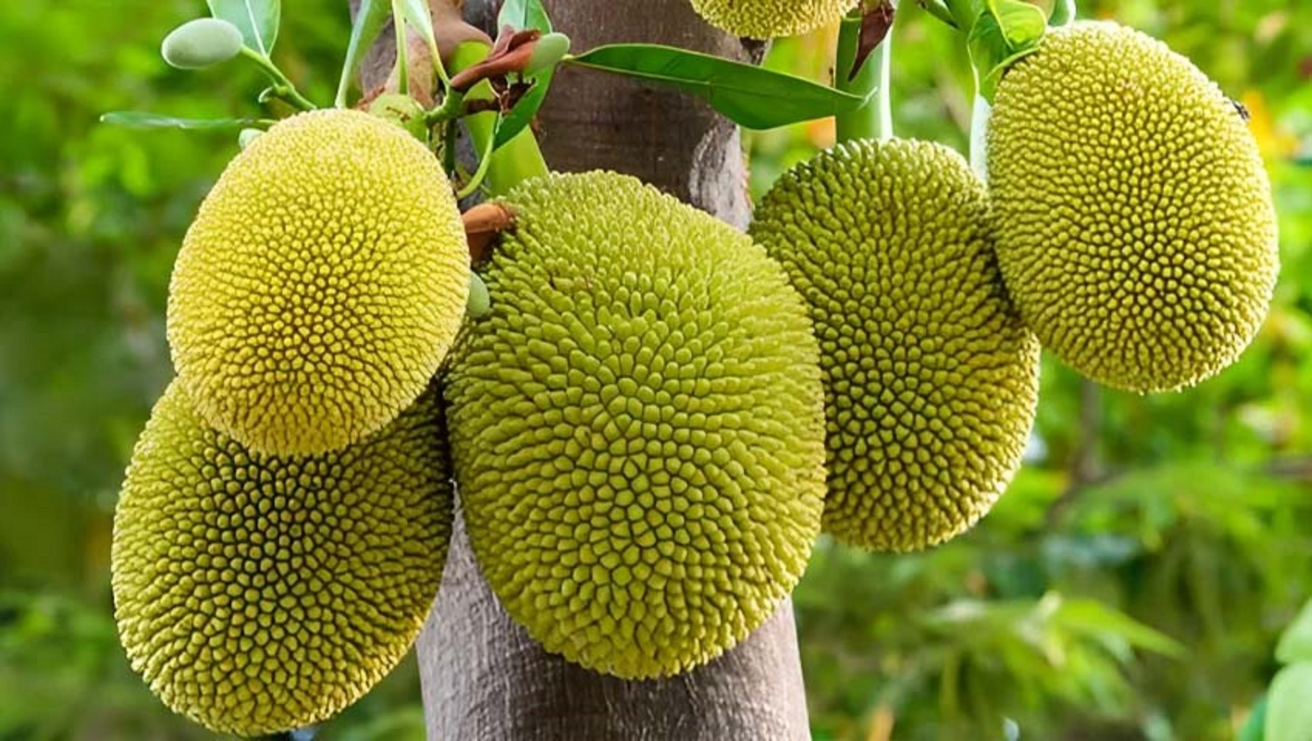 Jackfruit