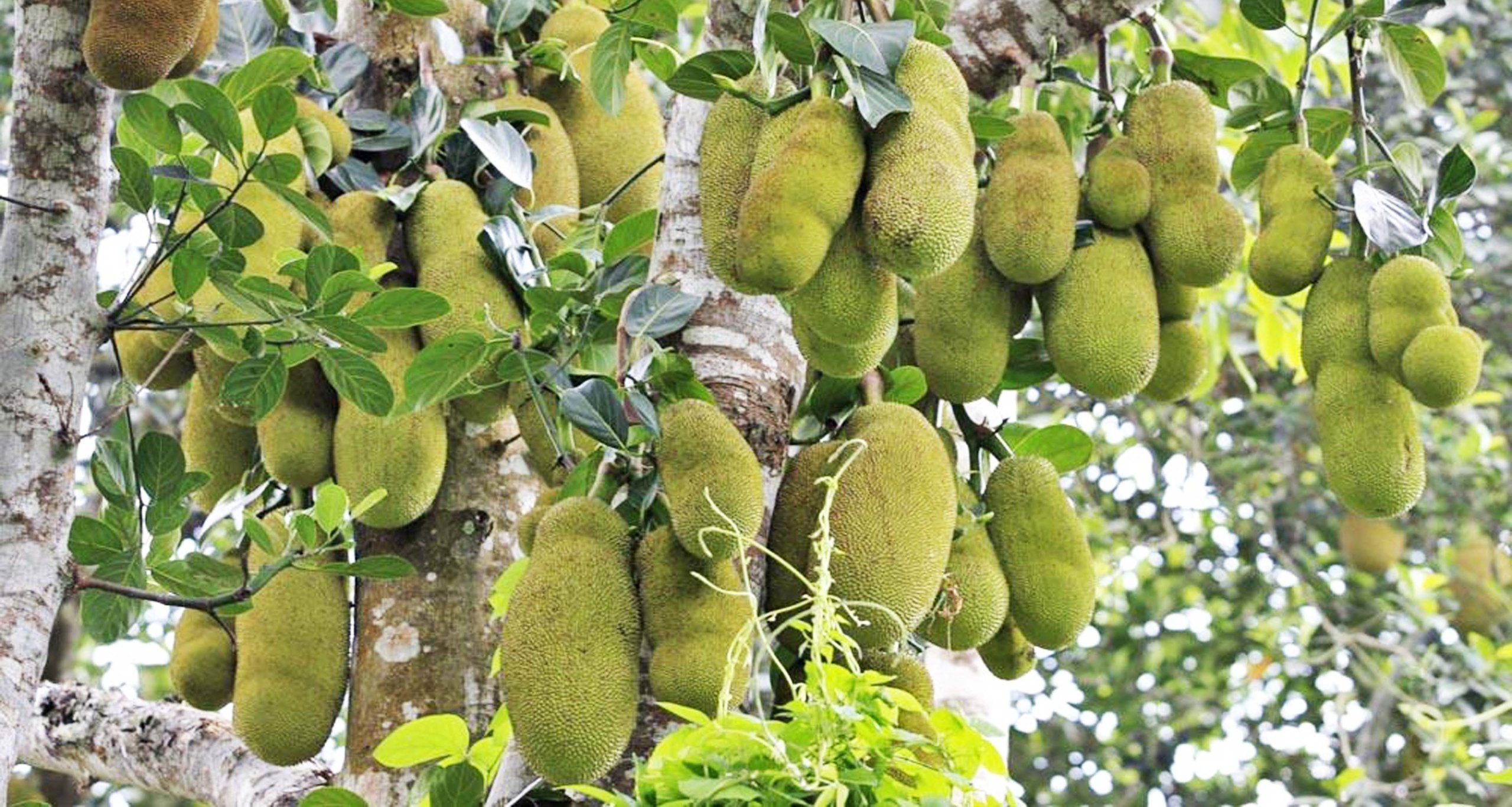 Jackfruit