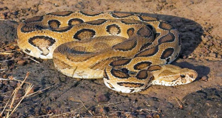 Russell's Viper