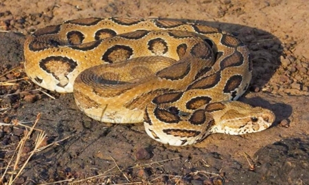 Russell's Viper