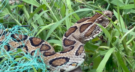 Russell's Viper