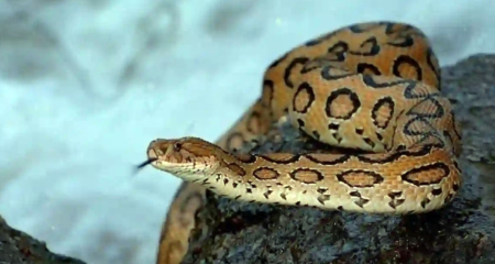 Russell's Vipera