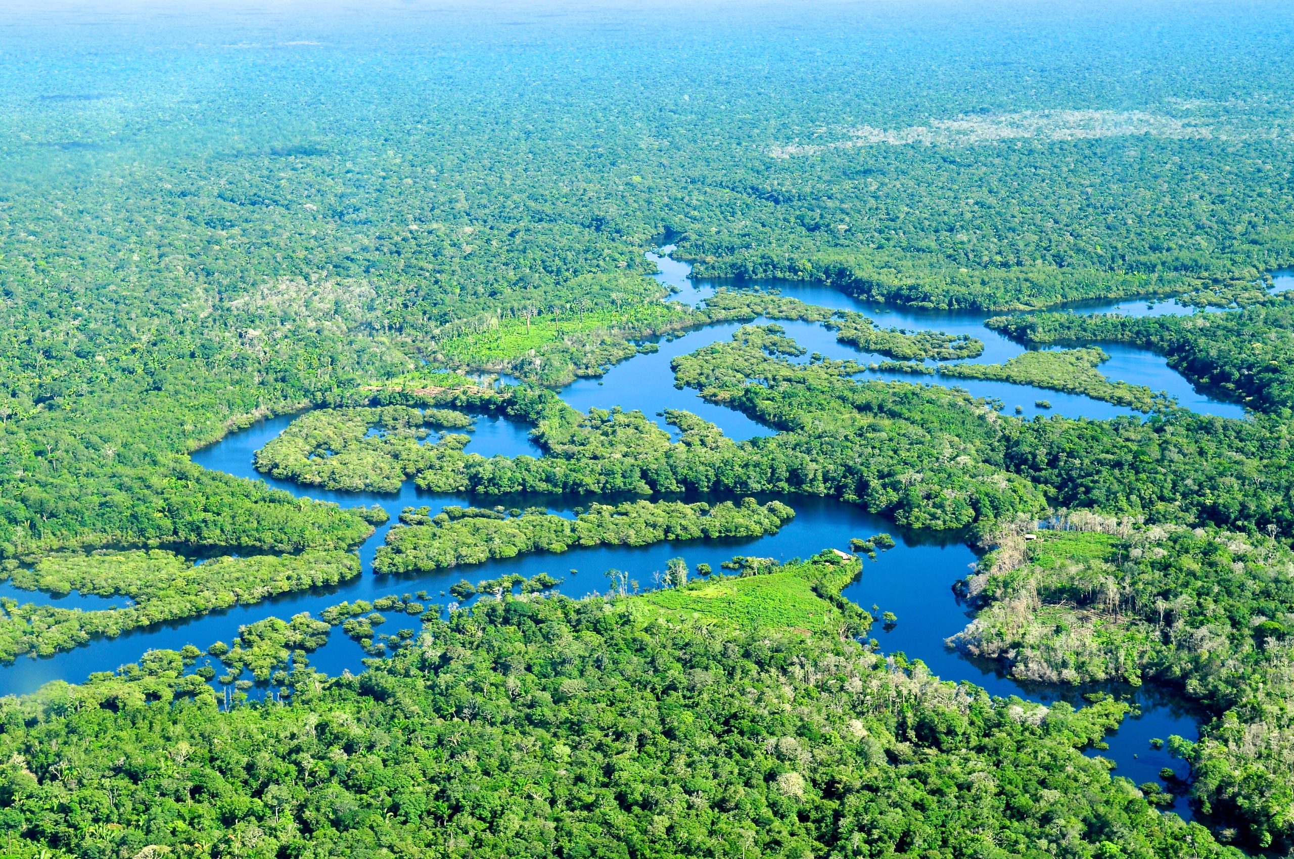 amazon forest