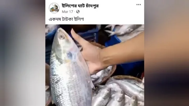 চাঁদপুরের ইলিশ