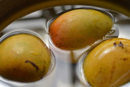 mango-1