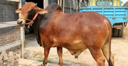 qurbani-cow