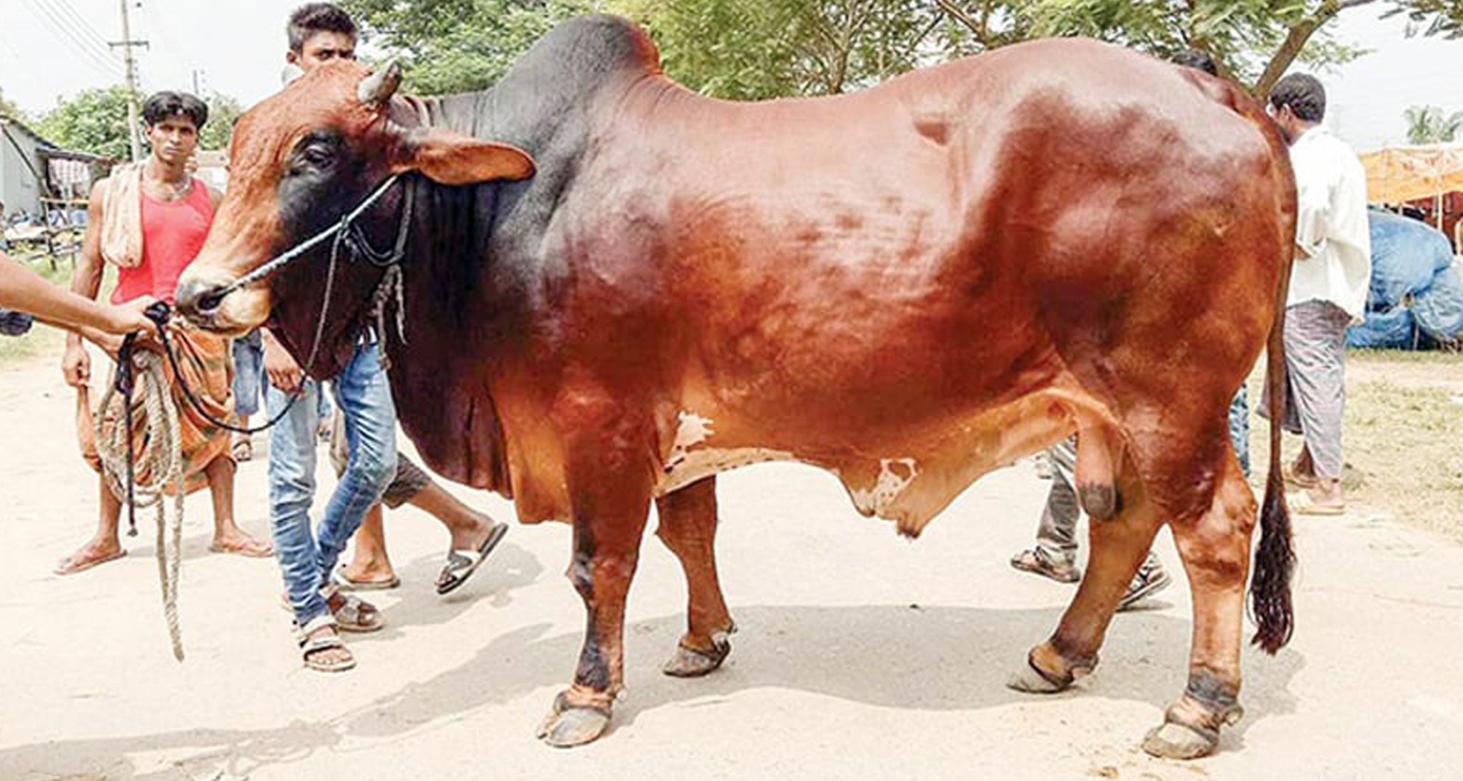 কুরবানি