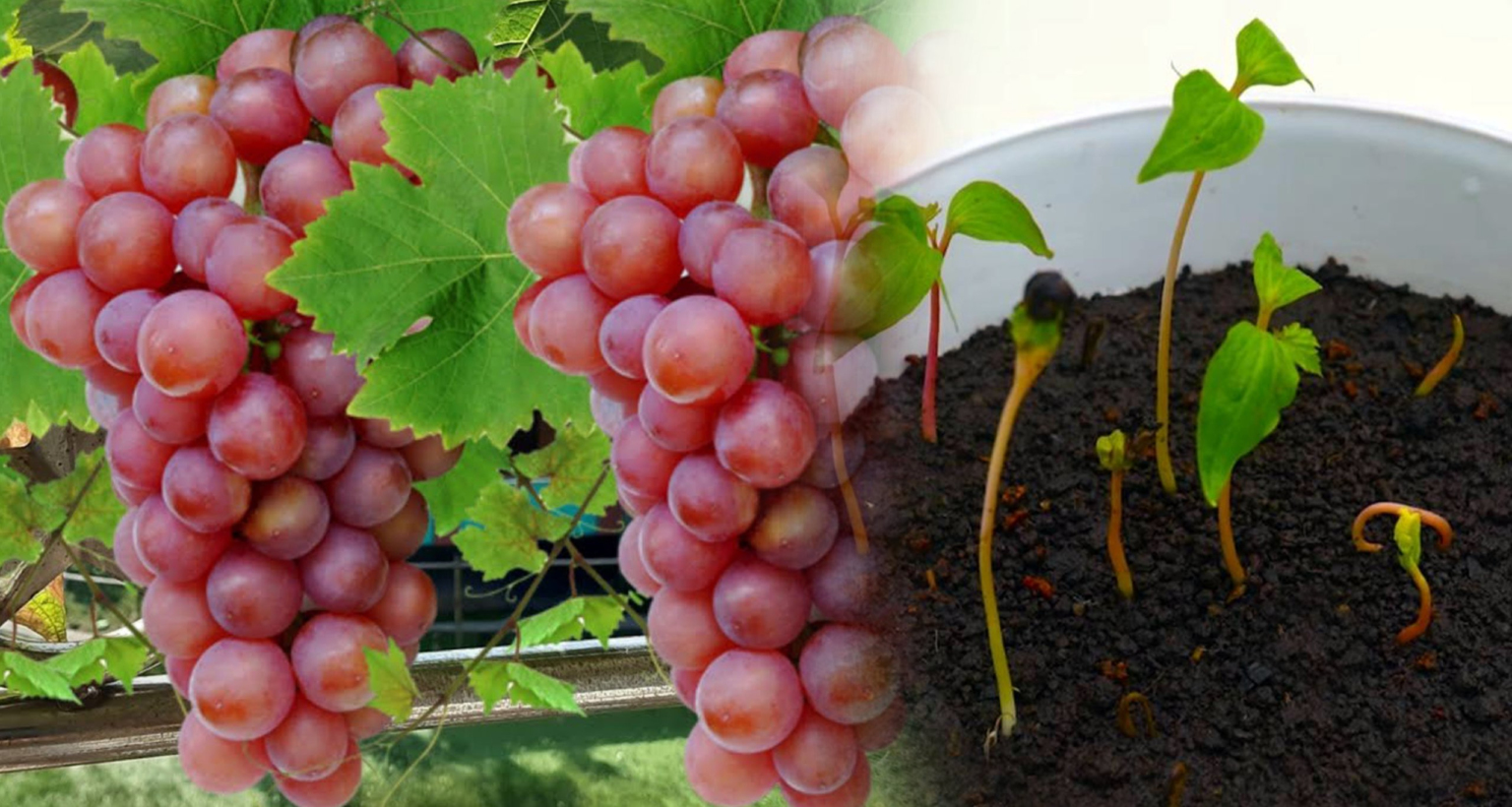 বাড়ির আঙিনায় এই পদ্ধতিতে লাল আঙ্গুর চাষ করুন, হবে বাম্পার ফলন লাল আঙ্গুর চাষ