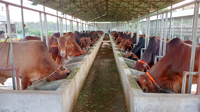 শ্রীপুরে চাহিদার তুলনায় কম পশু প্রস্তুত কোরবানির জন্য