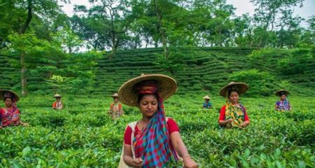 জাতীয় চা দিবস আজ