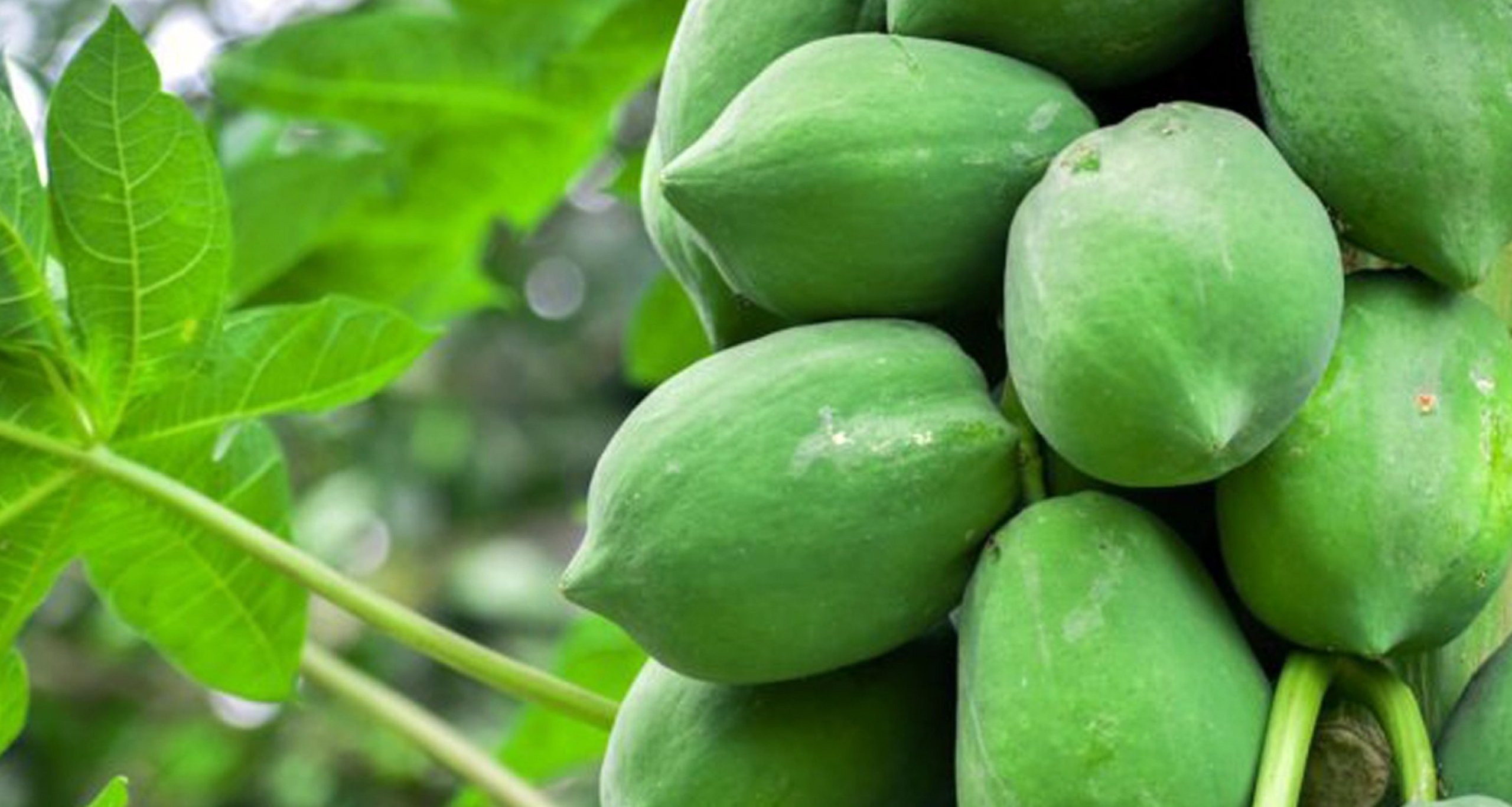 Health-Benefits-of-Papaya