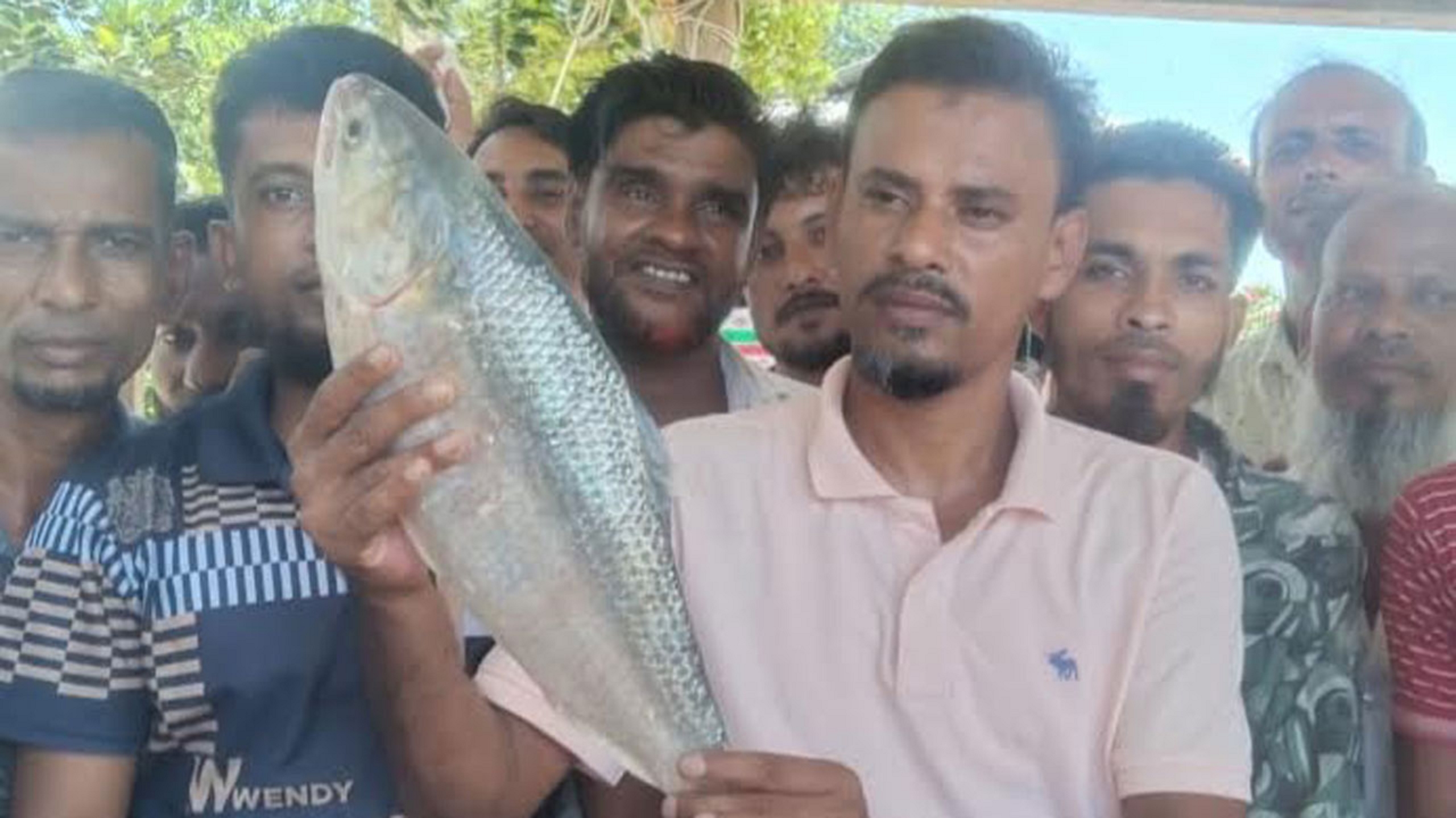 hilsa