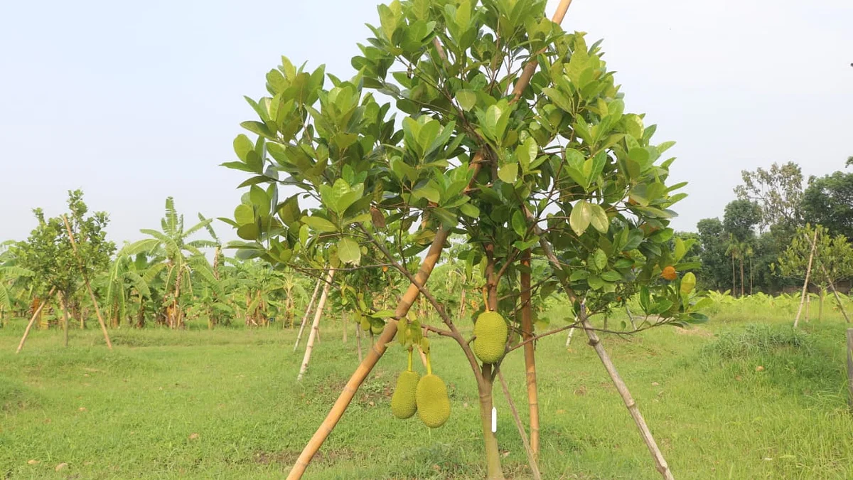 বারোমাসি আঠাবিহীন কাঁঠাল 