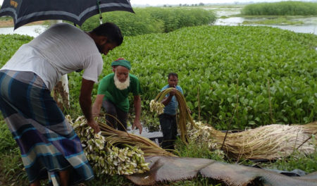 আড়িয়ল বিলের শাপলায় বেকারদের কর্ম